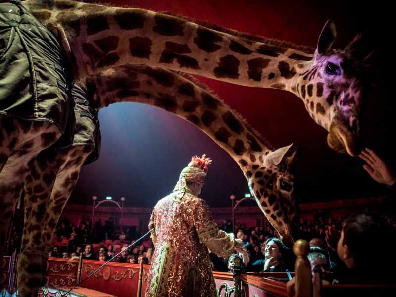 Circo Medrano Firenze dove quando date biglietti orari