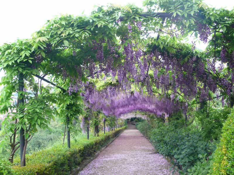 Pergolato glicine giardino Villa Bardini fioritura